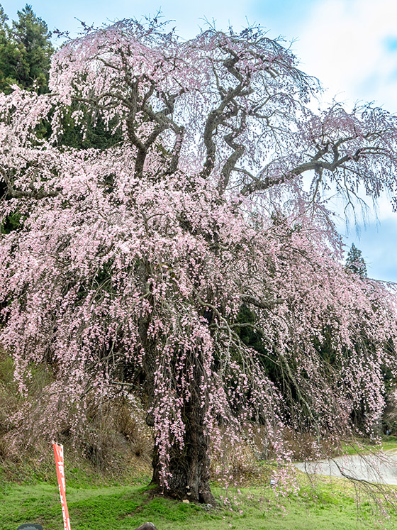 福田寺の糸桜