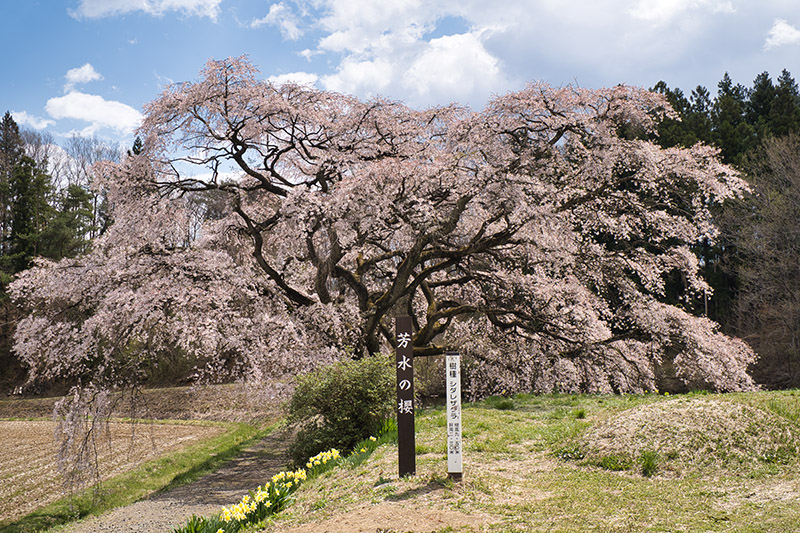 芳水の桜