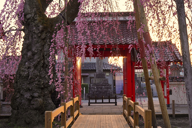 竜宮城みたい