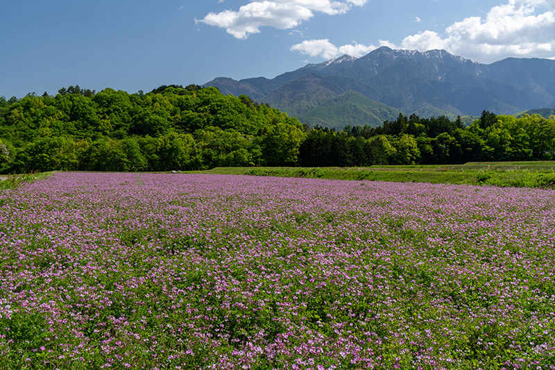 レンゲ畑と鳳凰三山
