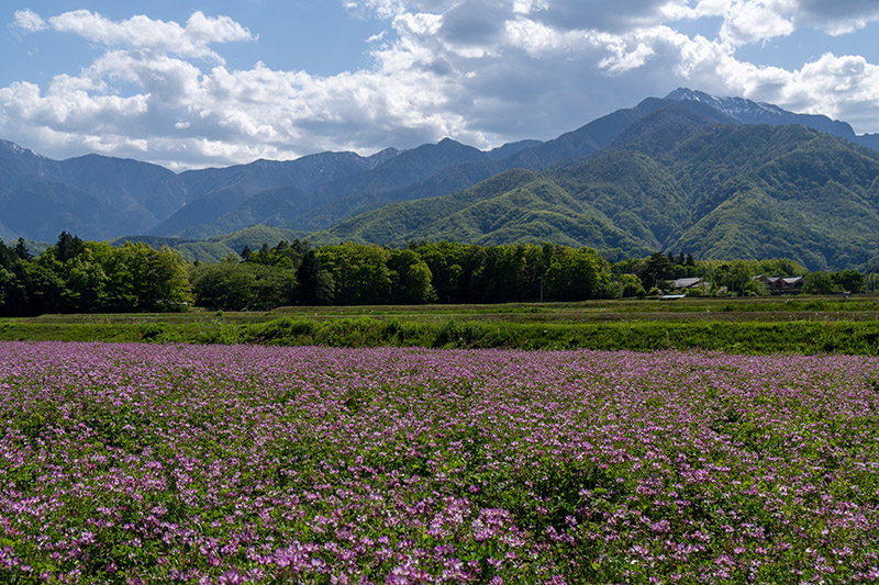 レンゲ畑と甲斐駒ヶ岳