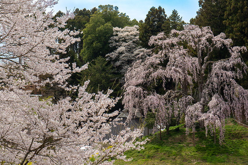 合戦場のしだれ桜
