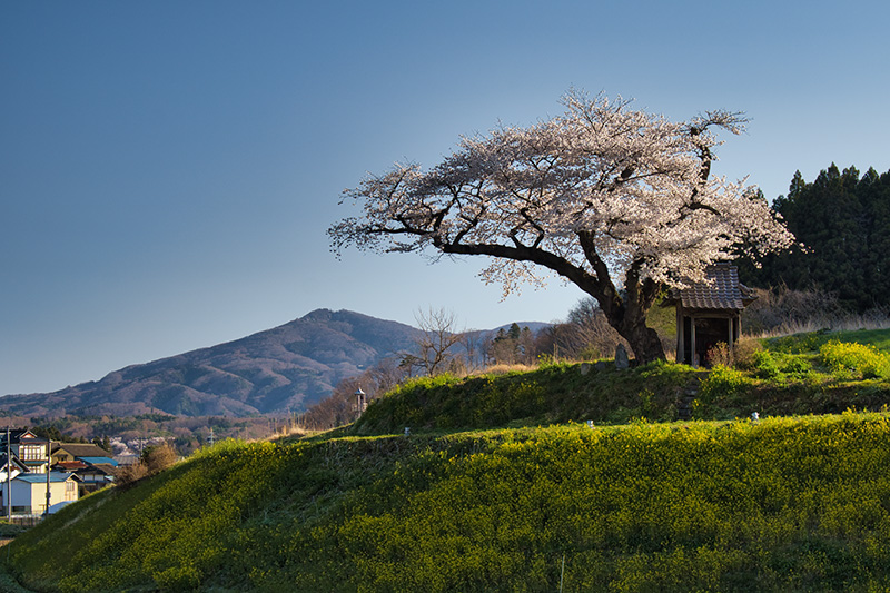 小沢の桜