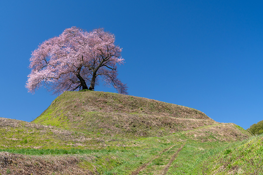 平堂壇の桜