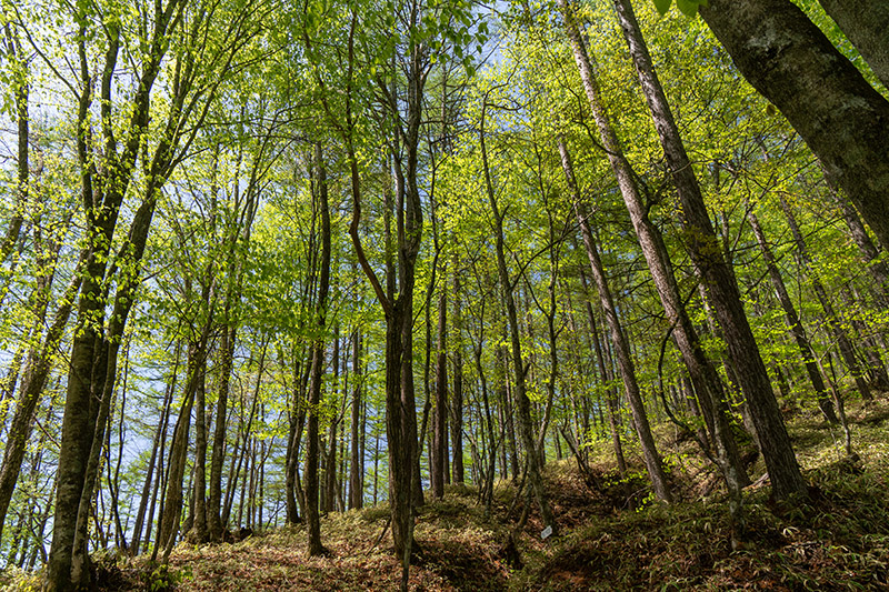 登り始めは広葉樹林帯