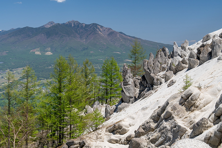 カラマツと八ヶ岳
