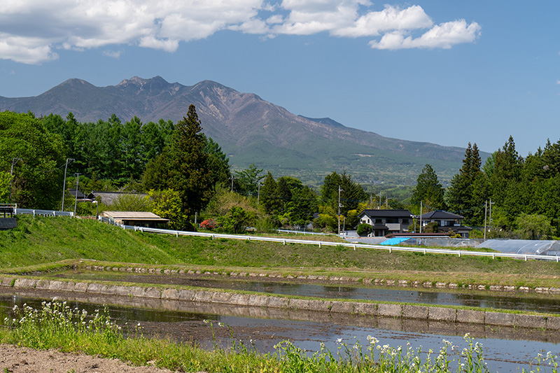 田んぼと八ヶ岳