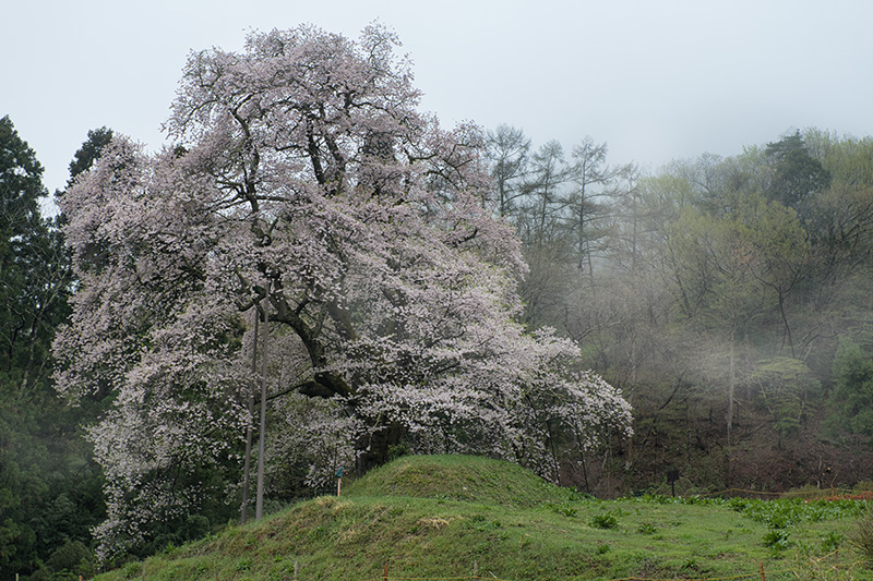 秋山の駒桜