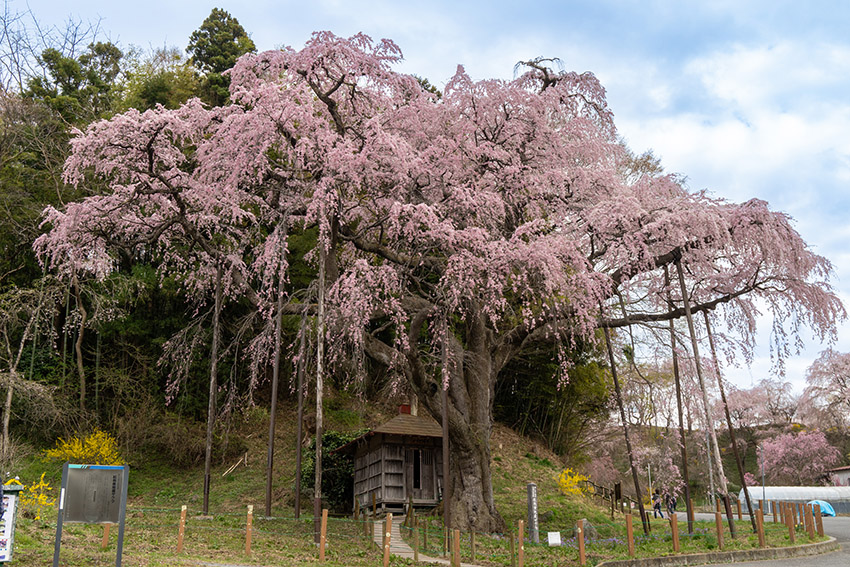郡山市・紅枝垂地蔵桜