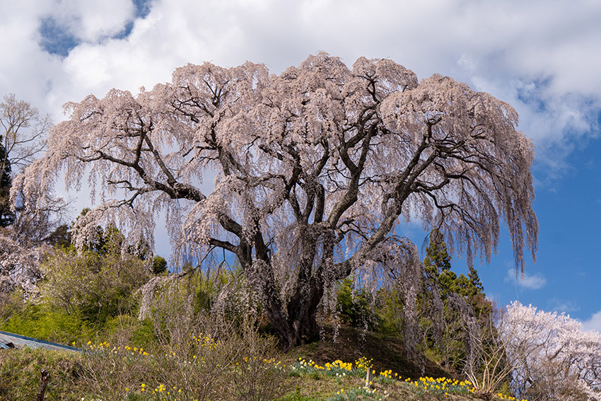 芹ケ沢の桜