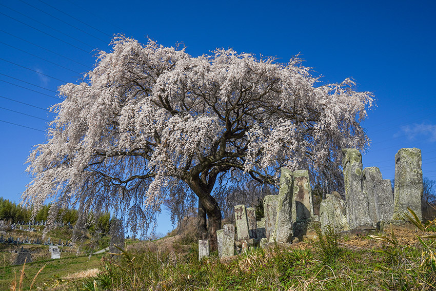 小沢・古卵塔場のしだれ桜