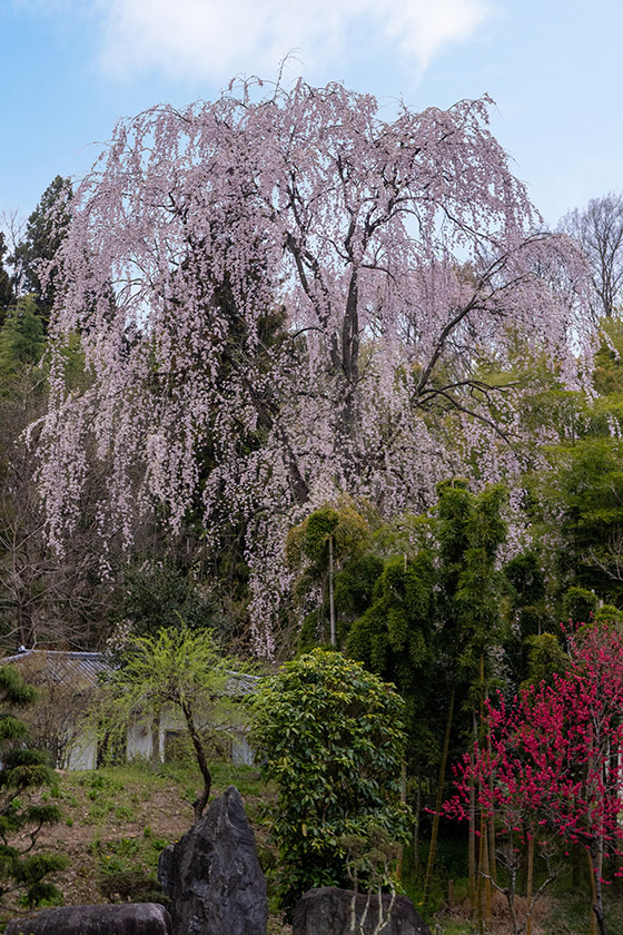 高乾院の桜