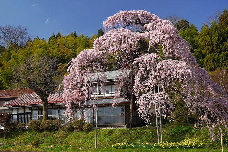 横田陣屋御殿桜