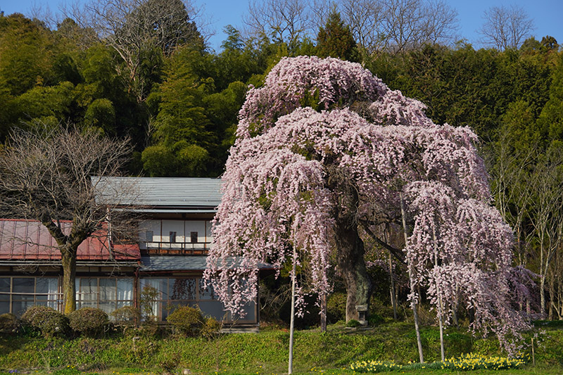 まるで桜のUFOです