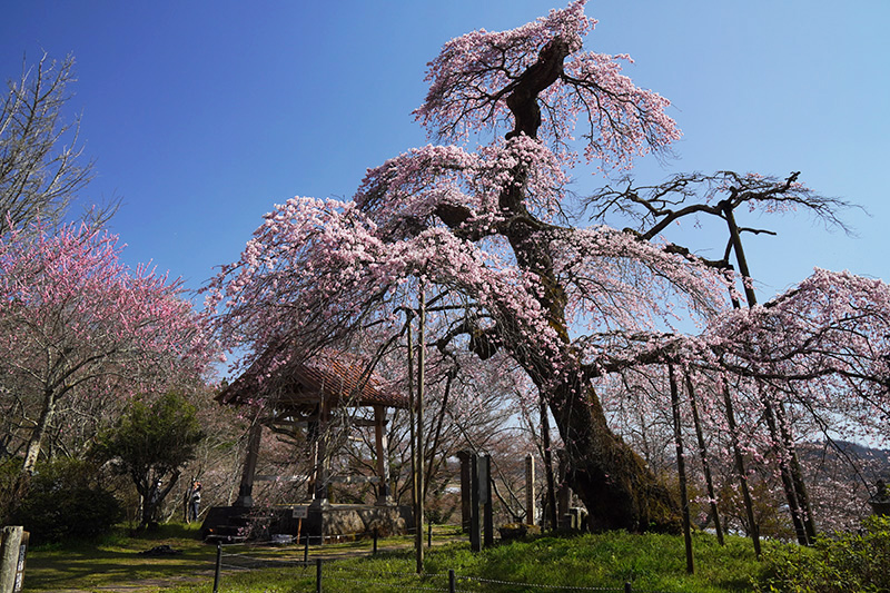 護真寺の桜