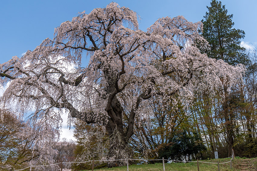 八十内かもん桜