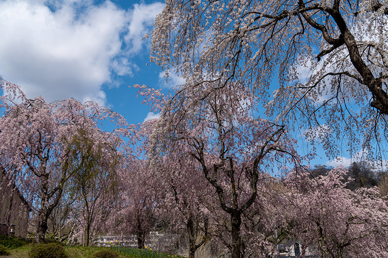 三春民俗資料館の周りの桜