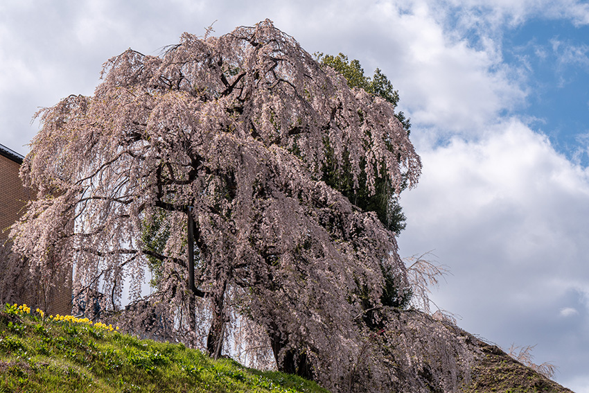 桜谷しだれ桜