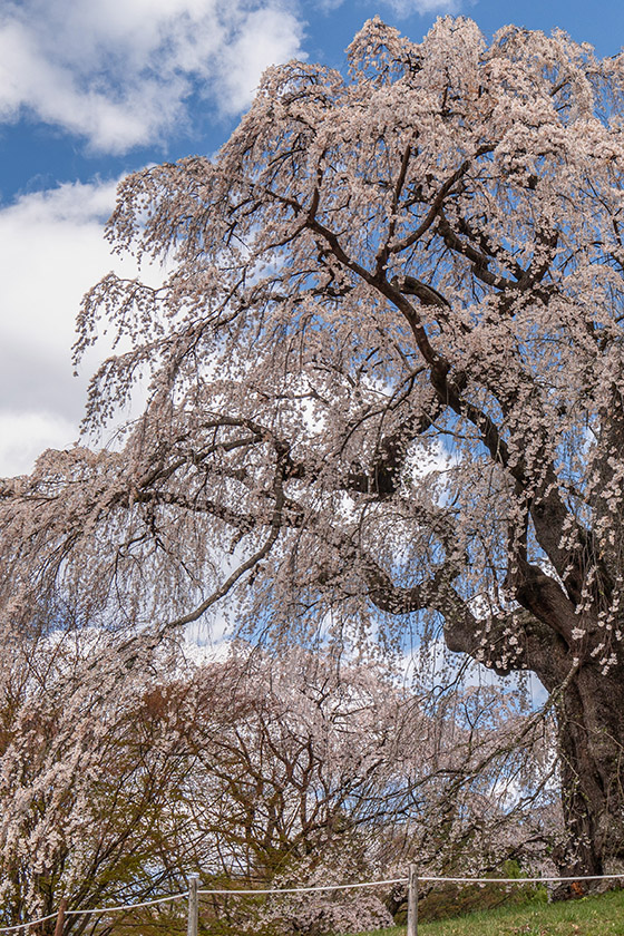八十内かもん桜（部分）