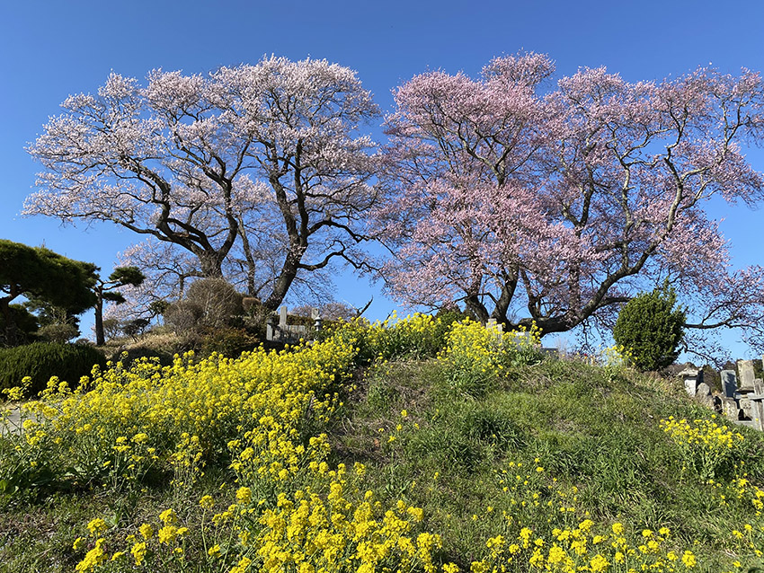 弘法桜