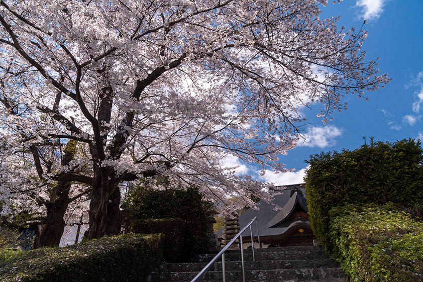 龍穏院の桜