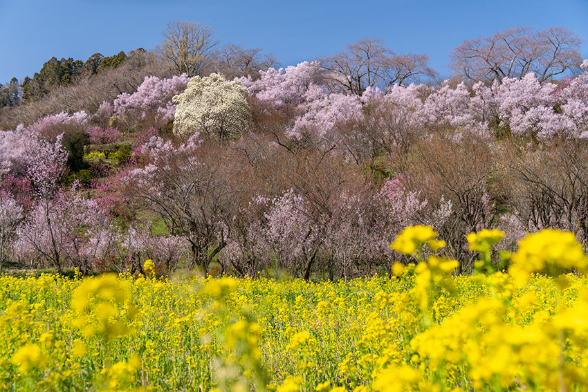 花見山公園