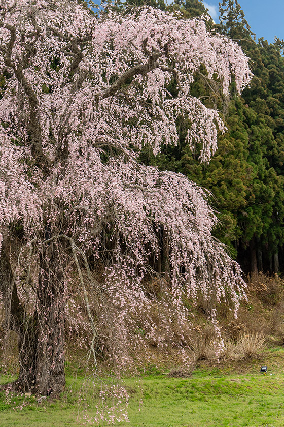 福田寺の糸桜