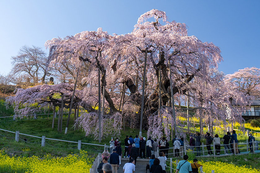 三春滝桜