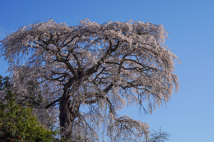 小沢・白山のしだれ桜