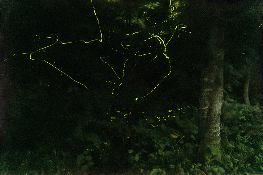 蛍の多く飛びちがひたる