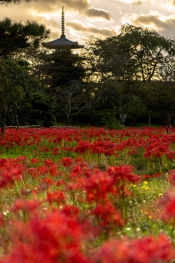 彼岸花と五重塔