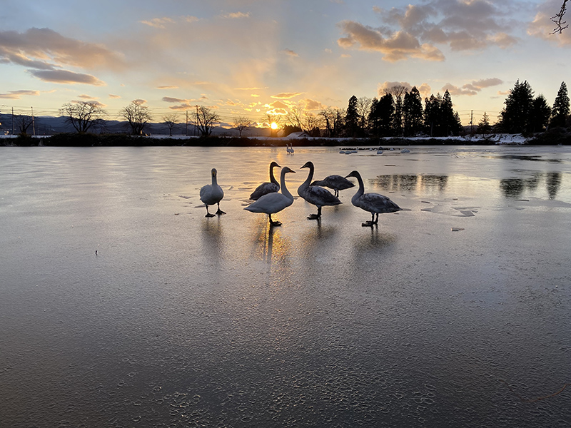 凍った湖に白鳥