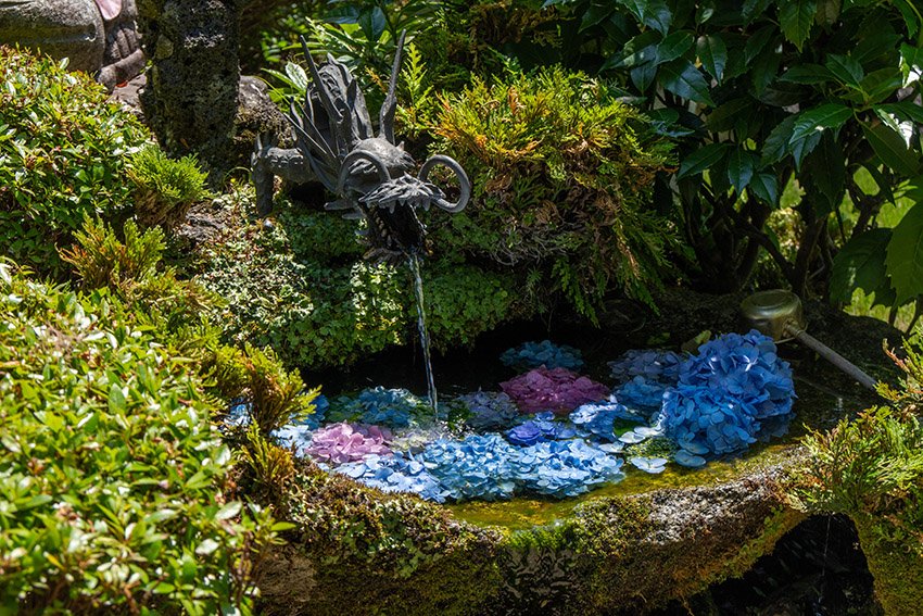 アジサイの花手水