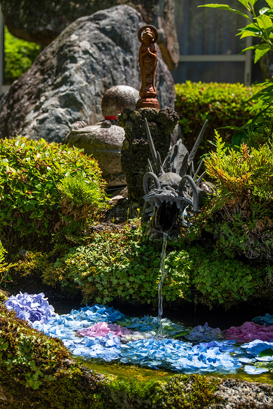 マヌキアン あじさいII マヌキアンあじさいII