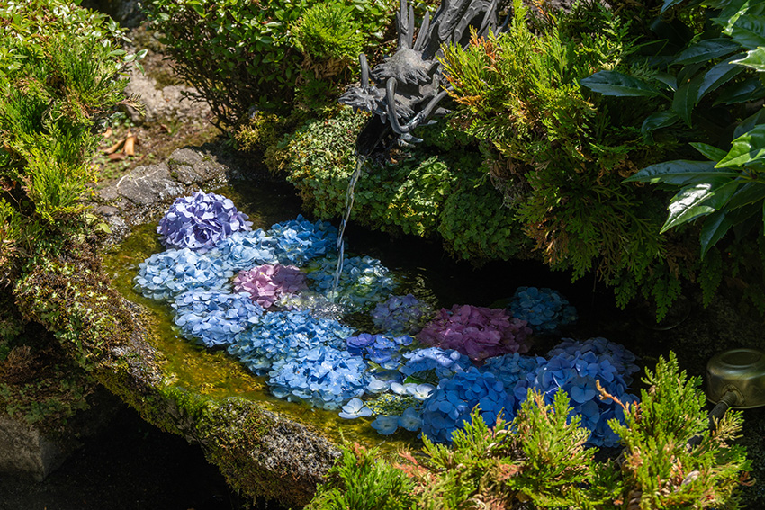 マヌキアン あじさいII マヌキアンあじさいII