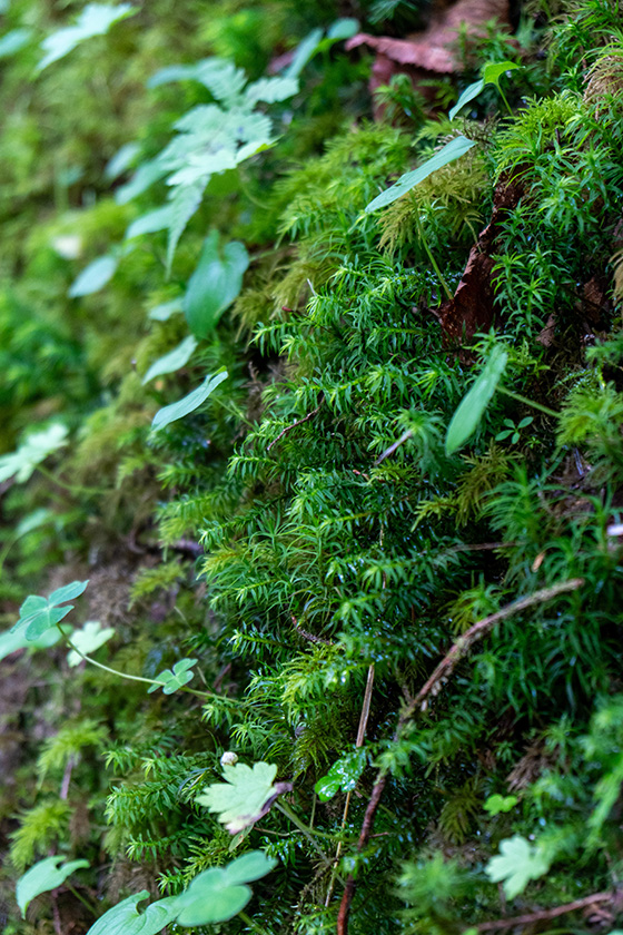 苔に懐かしさを感じる