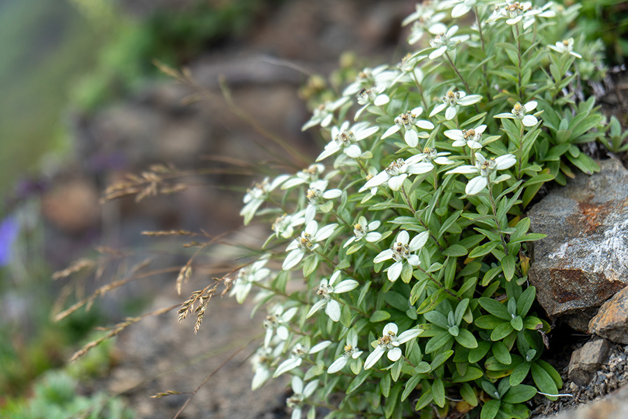 ミネウスユキソウ