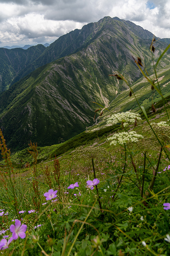 花と赤石岳
