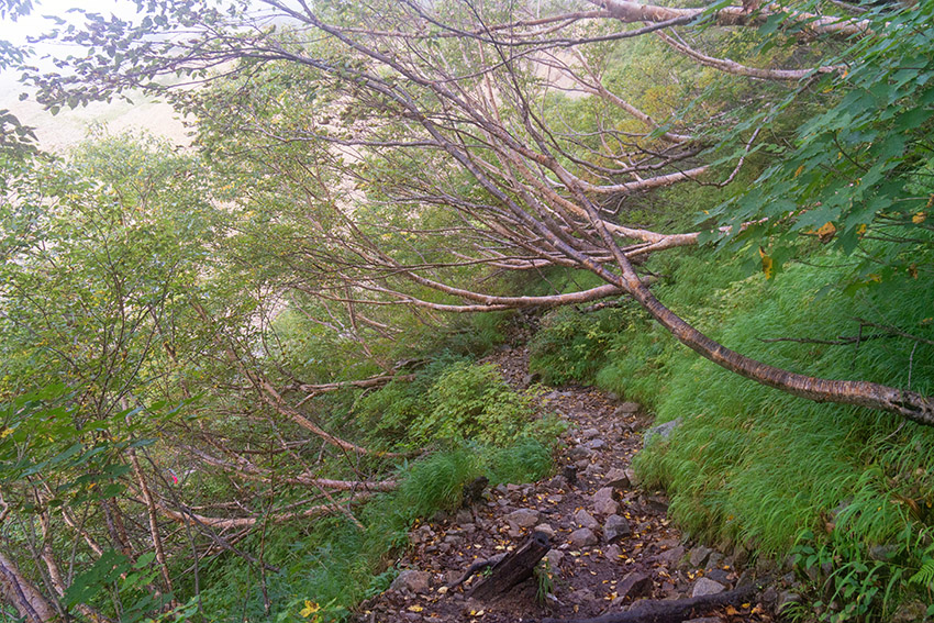 豪雪の山では，木が横に伸びます