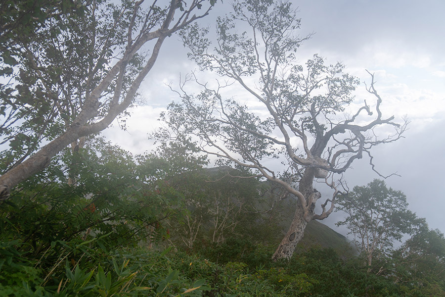 森の主のようなダケカンバ