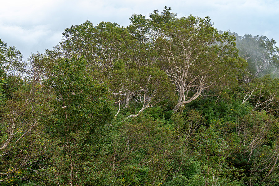 木々の緑が目に染みる