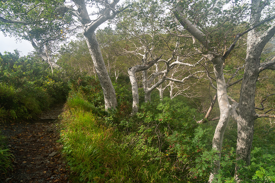 ダケカンバ見守る道