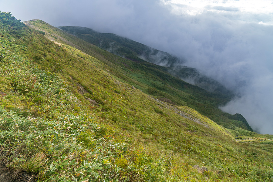 樹林帯はどこに行った