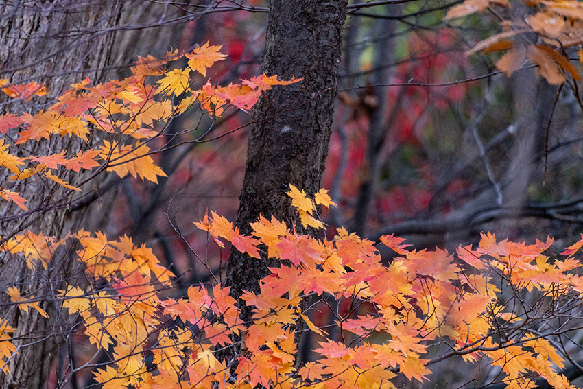 紅葉