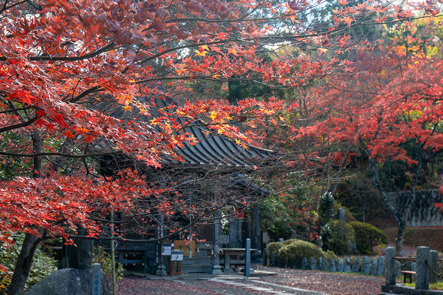今年の紅葉写真いろいろ ＠福島・文知摺観音，三鷹市某所，丹波山村