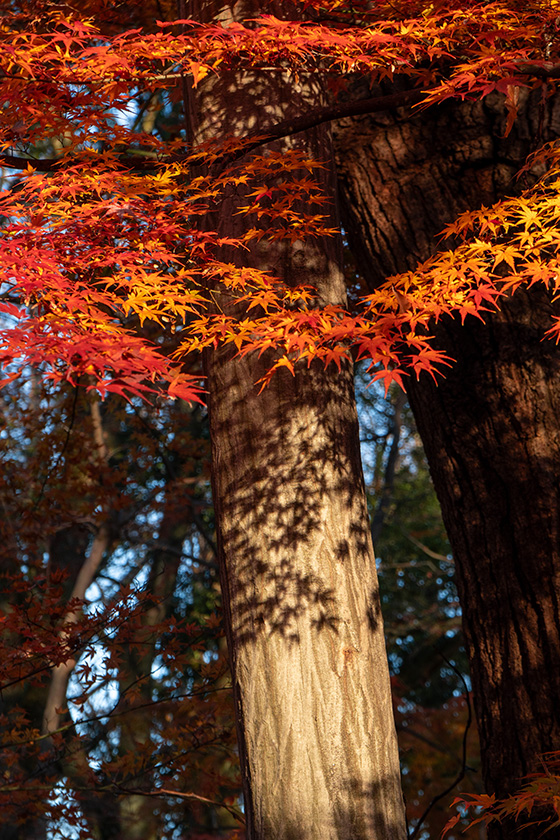 紅葉の影が木の幹に映ります