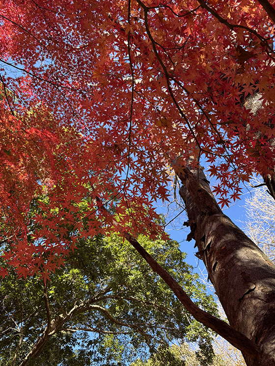 紅葉 プロフ必読さん 確認用 花貫渓谷の紅葉(茨城県) ｜紅葉名所2025