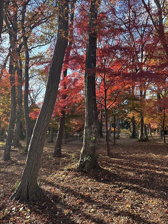 今年の紅葉写真いろいろ ＠福島・文知摺観音，三鷹市某所，丹波山村