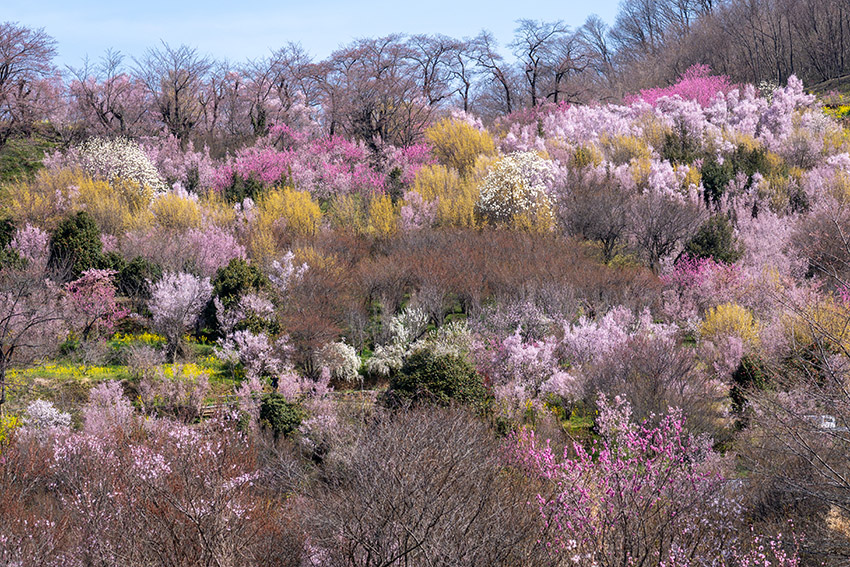 福島の桃源郷・花見山にて