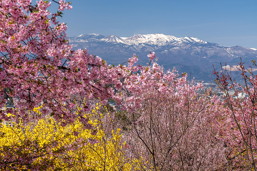 花見山・生花の里から吾妻連峰